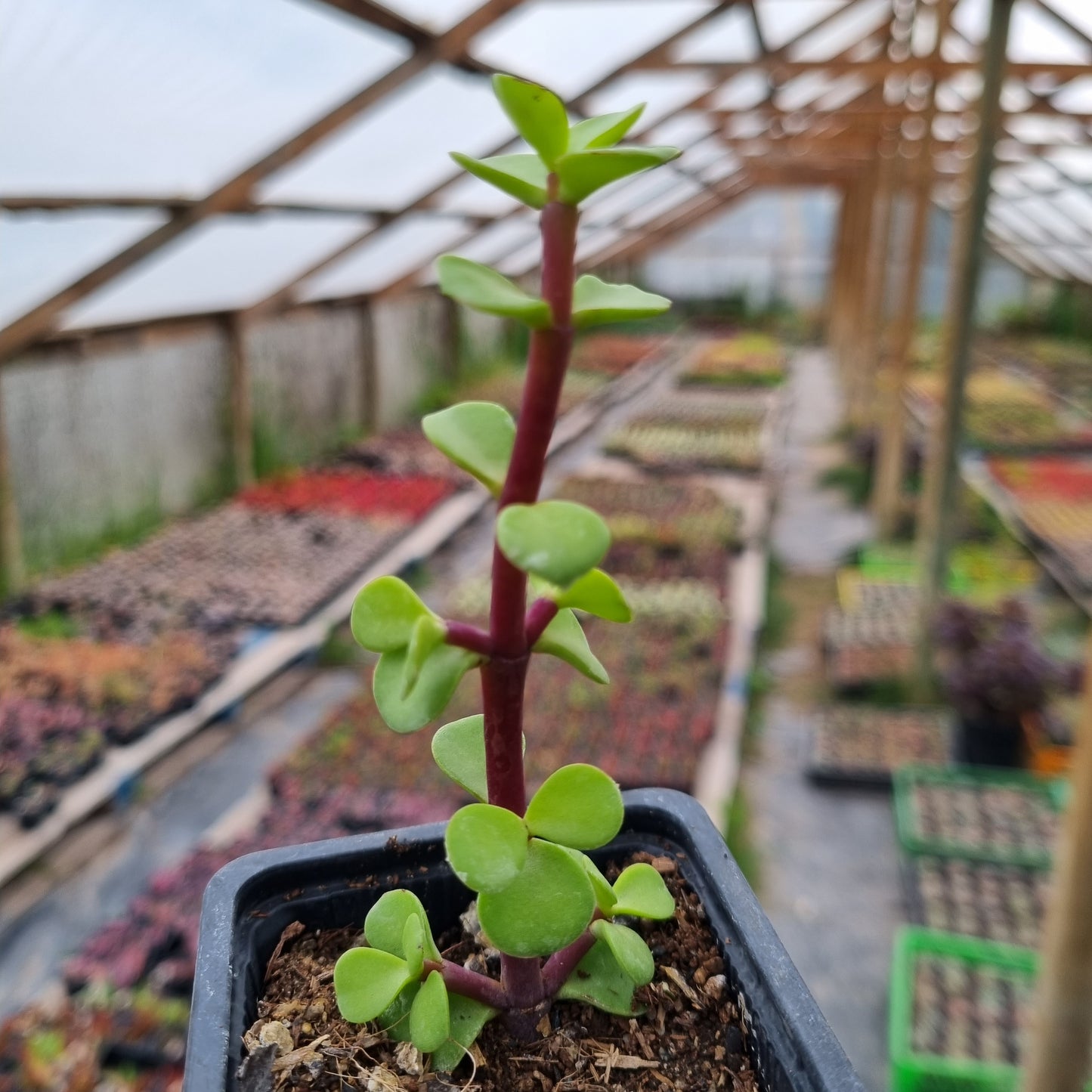 Pack 50 suculentas variadas