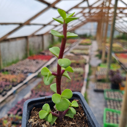 Pack 50 suculentas variadas