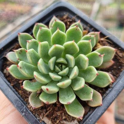 Pack 50 suculentas variadas