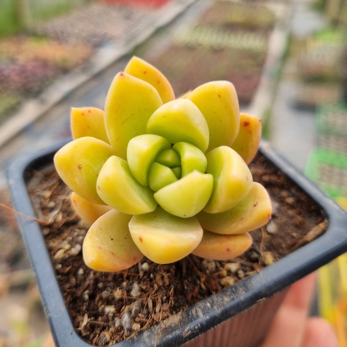 Pack 50 suculentas variadas