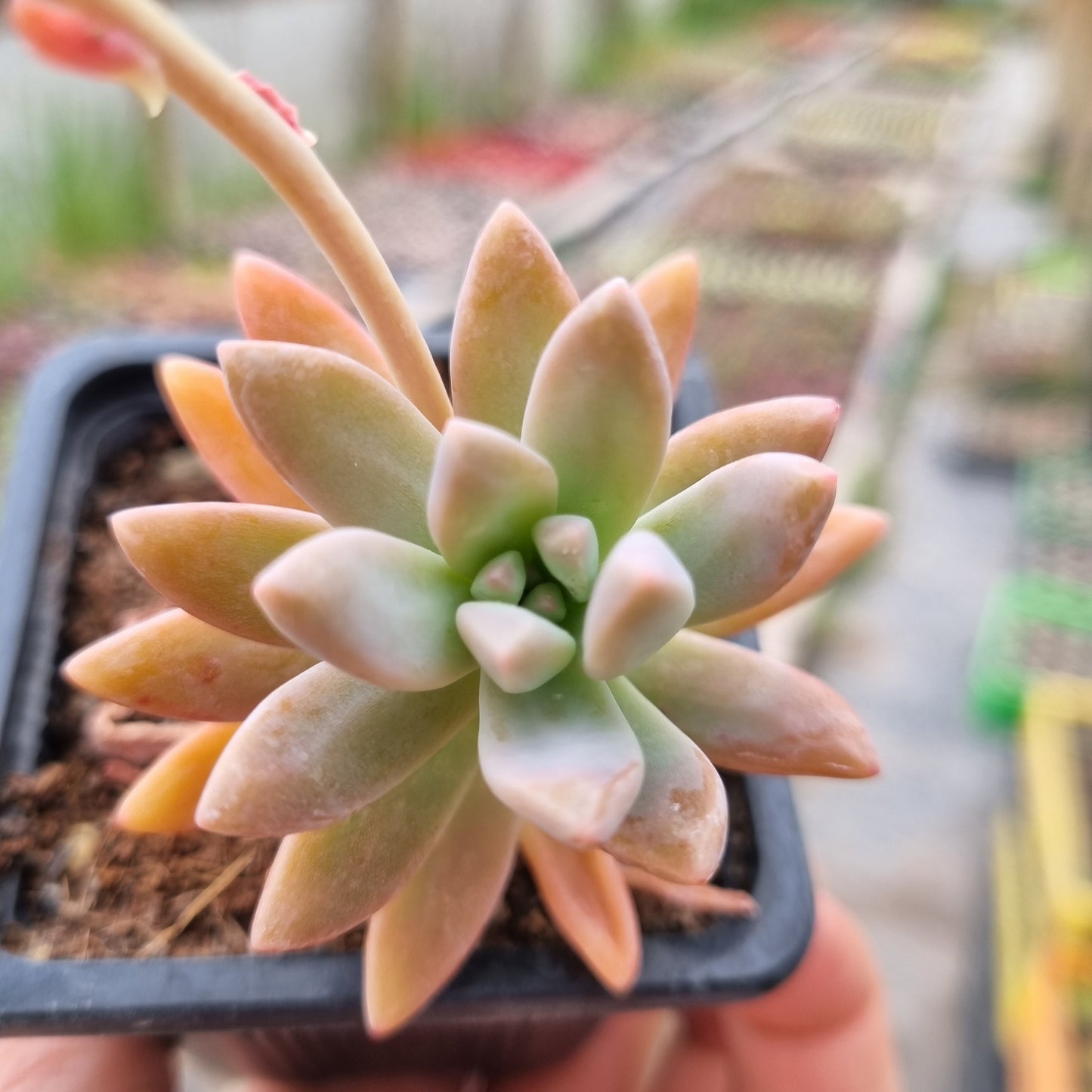 Pack 50 suculentas variadas