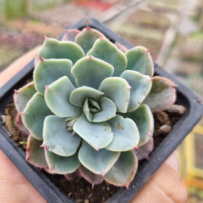 Pack 50 suculentas variadas