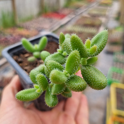 Pack 50 suculentas variadas