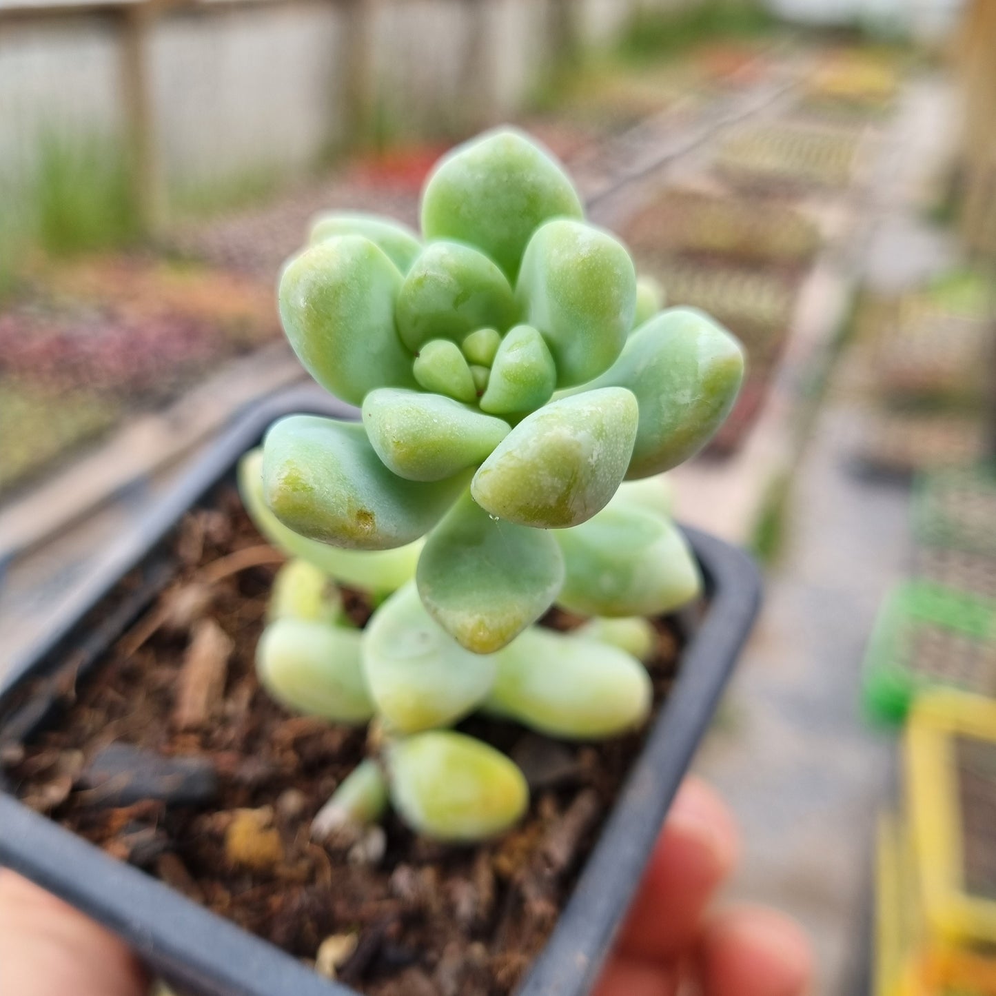 Pack 50 suculentas variadas