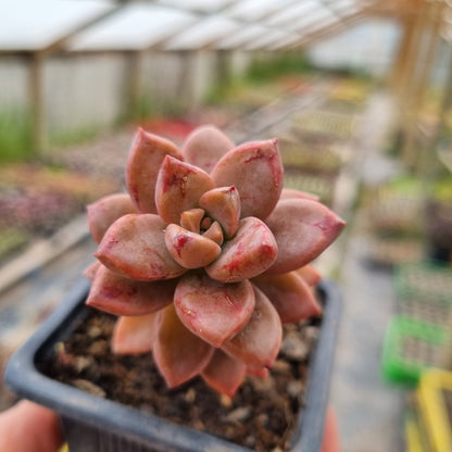 Pack 50 suculentas variadas