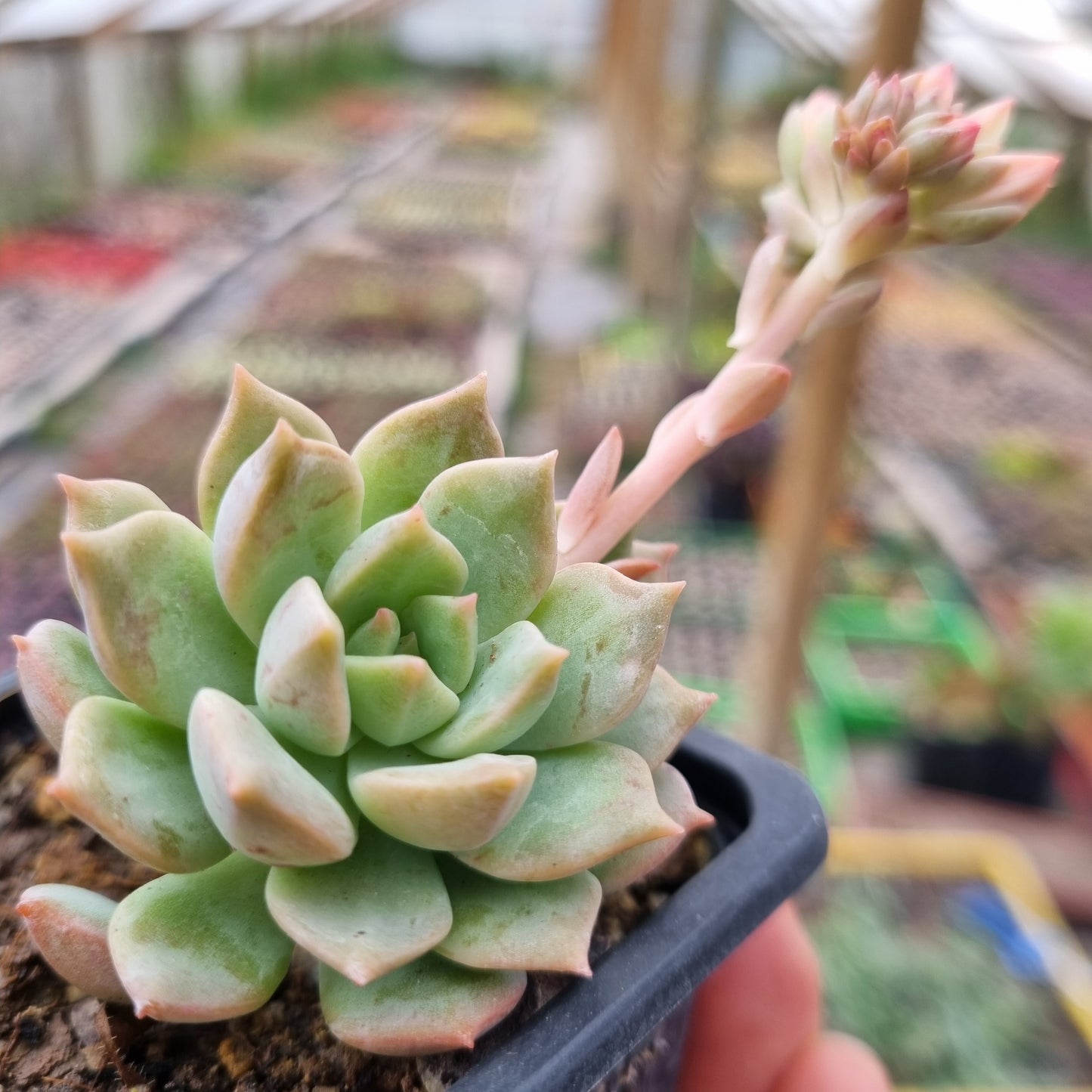 Pack 50 suculentas variadas