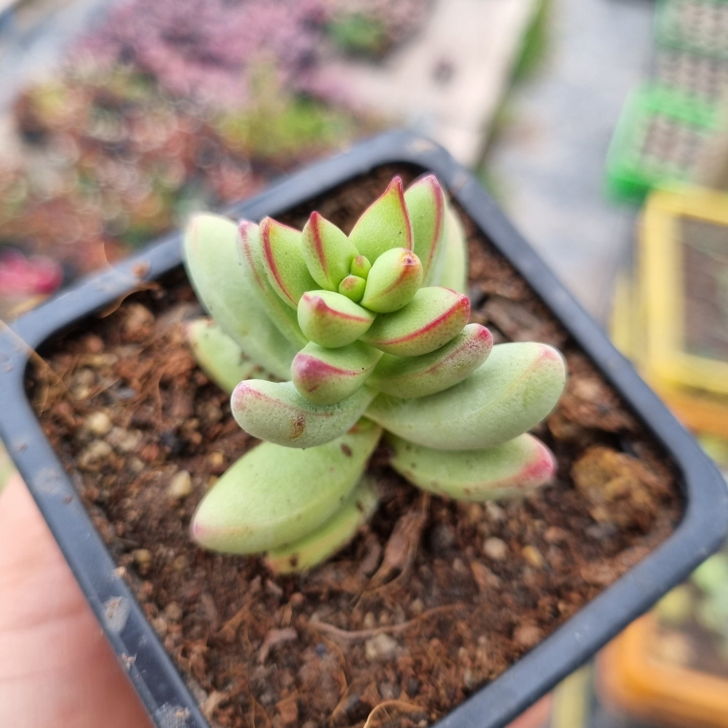 Pack 50 suculentas variadas