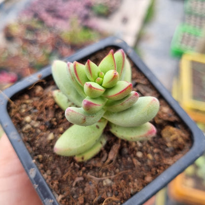 Pack 50 suculentas variadas