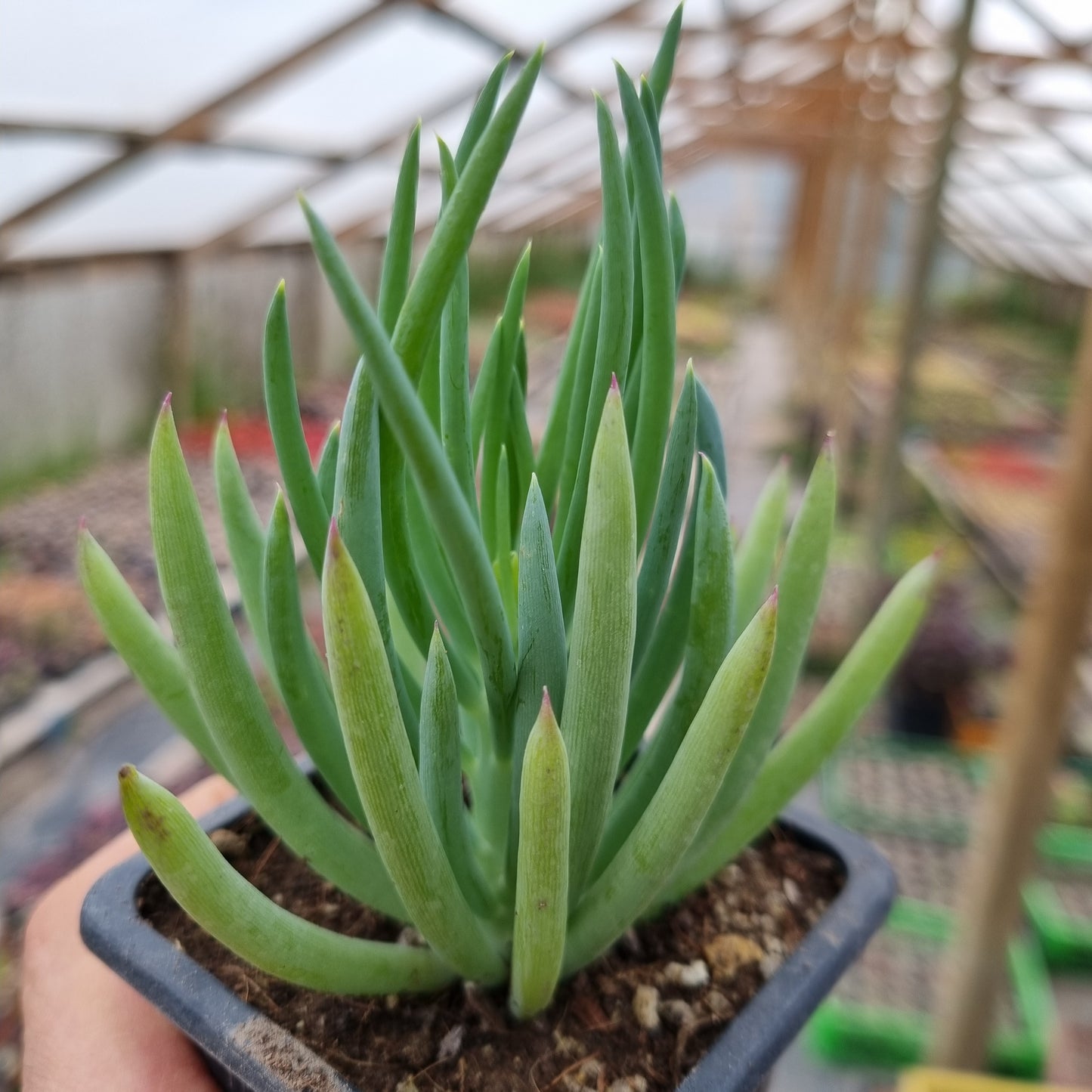 Pack 50 suculentas variadas