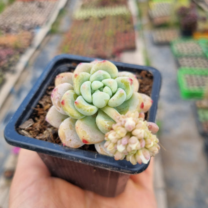 Pack 50 suculentas variadas
