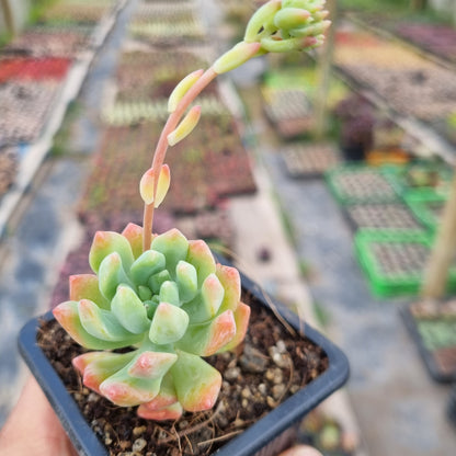 Pack 50 suculentas variadas