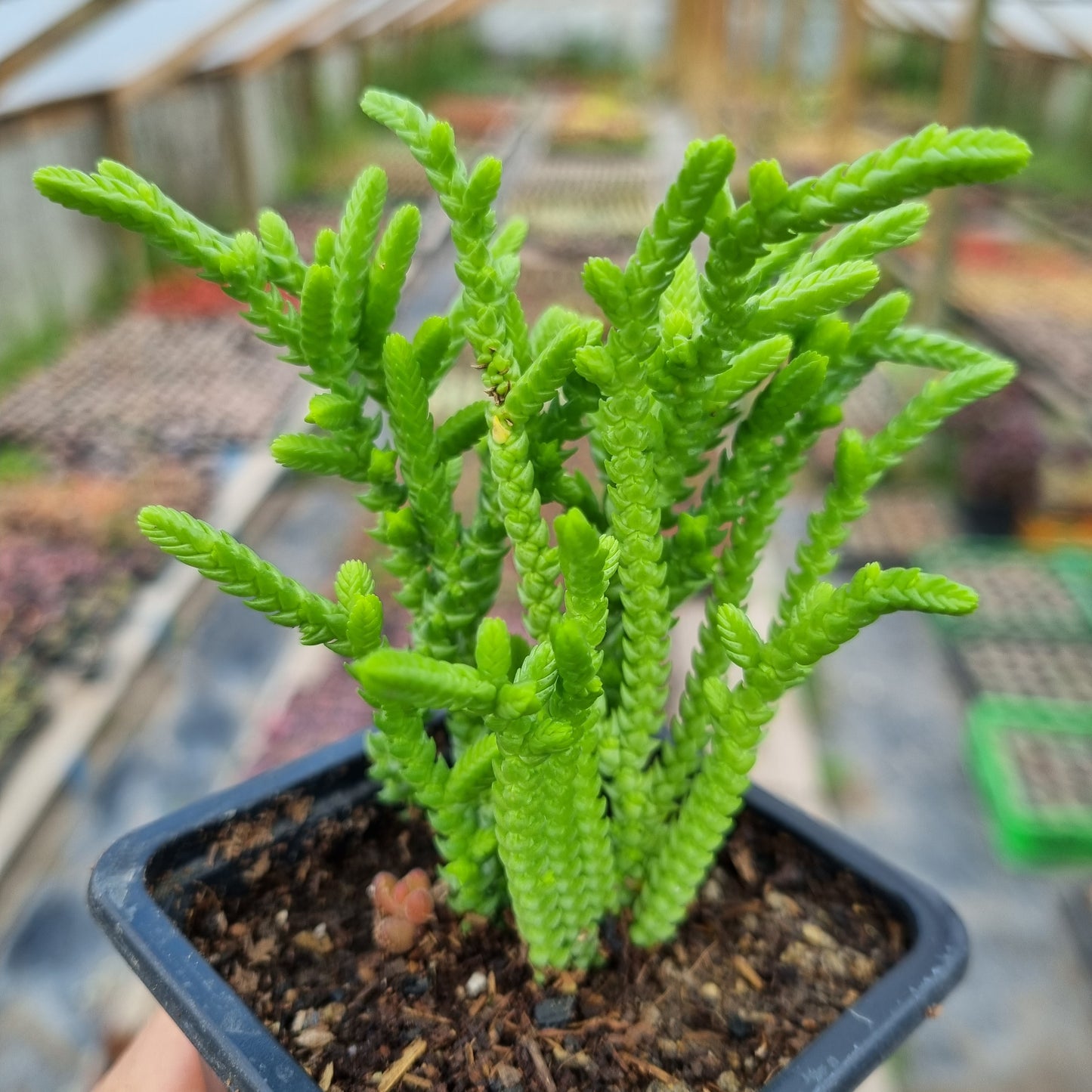 Pack 50 suculentas variadas