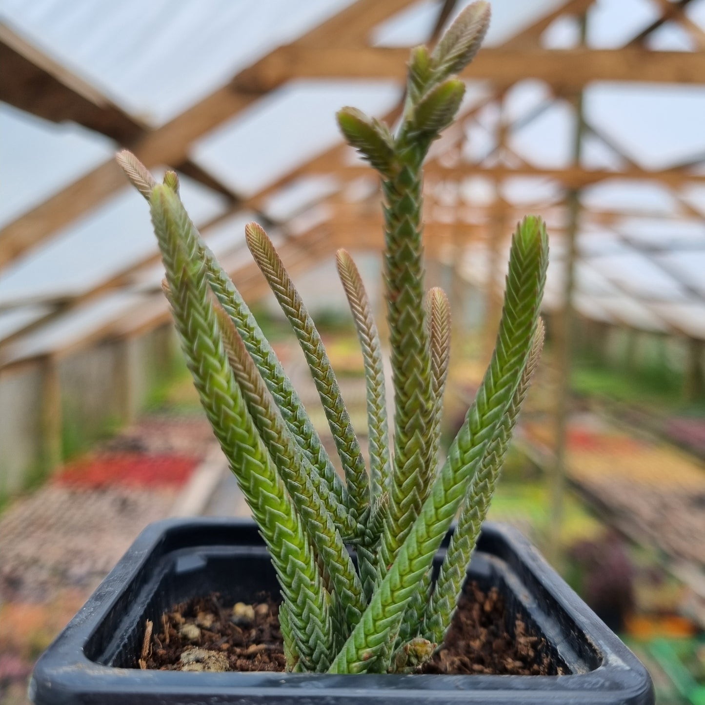 Pack 50 suculentas variadas