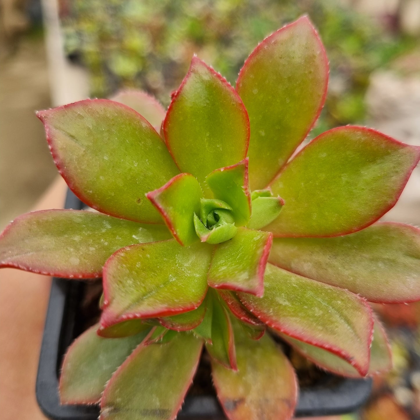 Pack 50 suculentas variadas