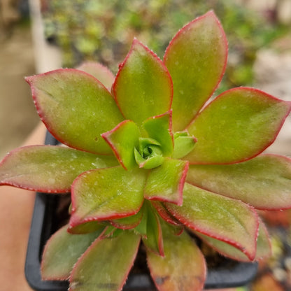 Pack 50 suculentas variadas