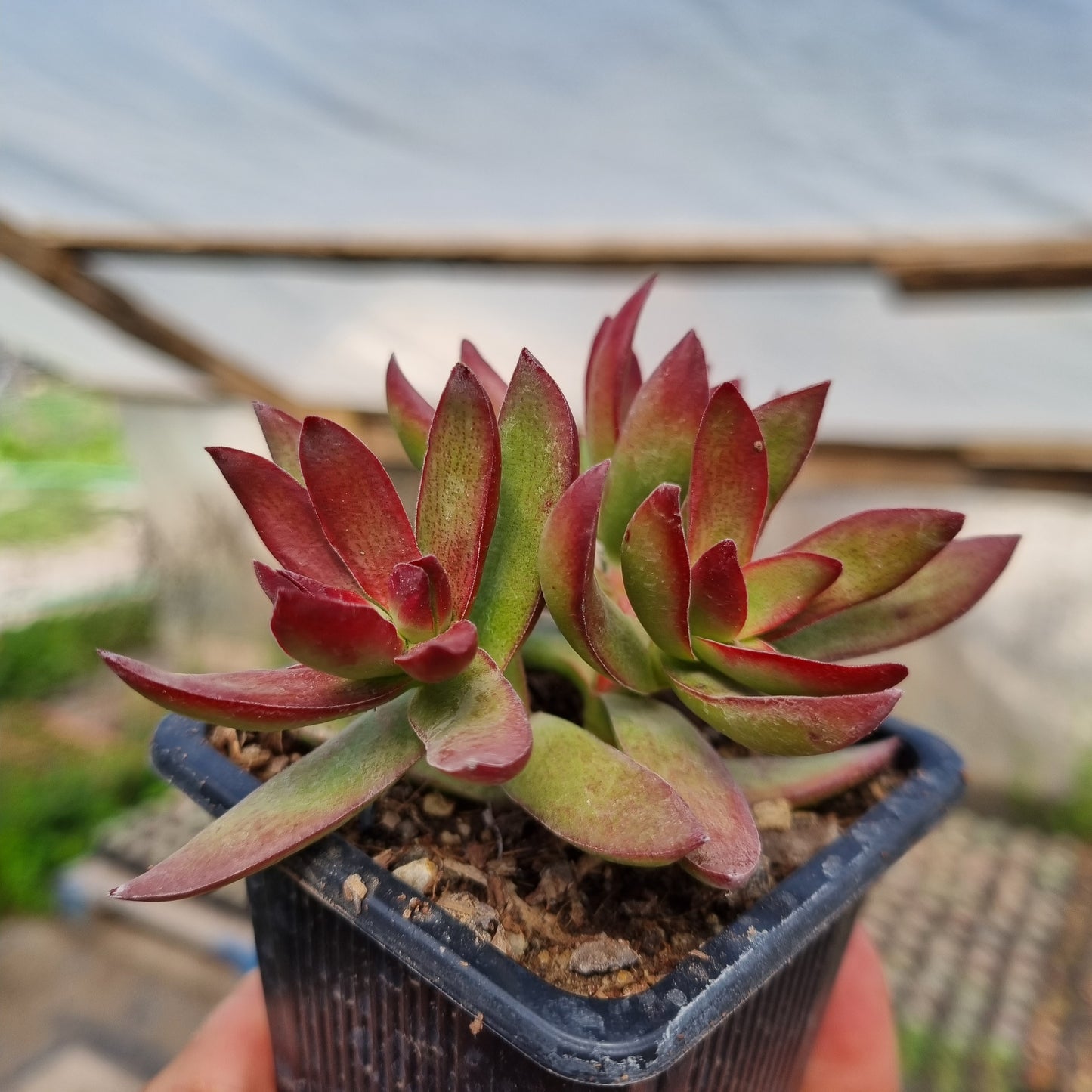 Pack 50 suculentas variadas