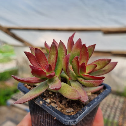 Pack 50 suculentas variadas