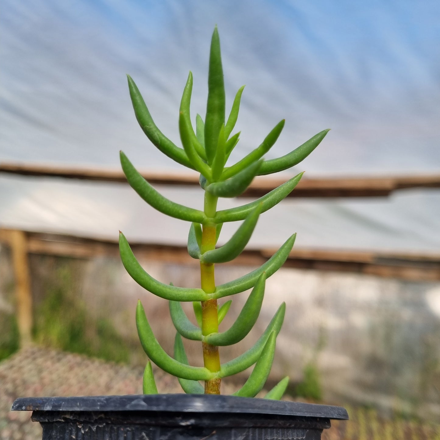 Pack 50 suculentas variadas