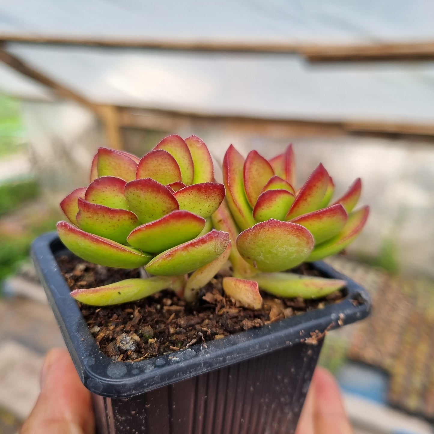 Pack 50 suculentas variadas