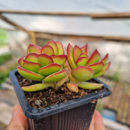 Pack 50 suculentas variadas