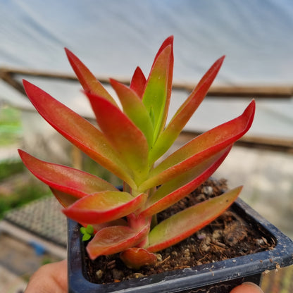 Pack 50 suculentas variadas