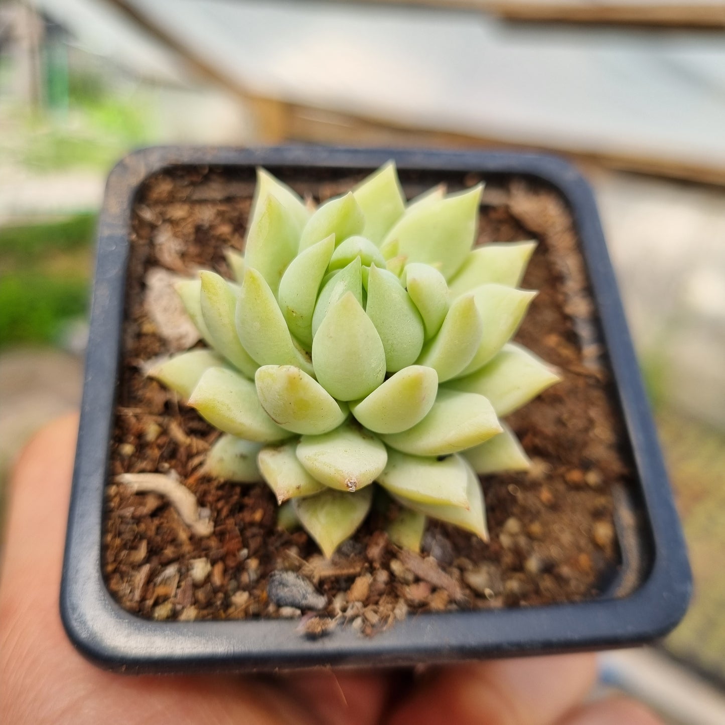 Pack 50 suculentas variadas