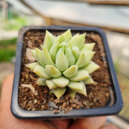 Pack 50 suculentas variadas