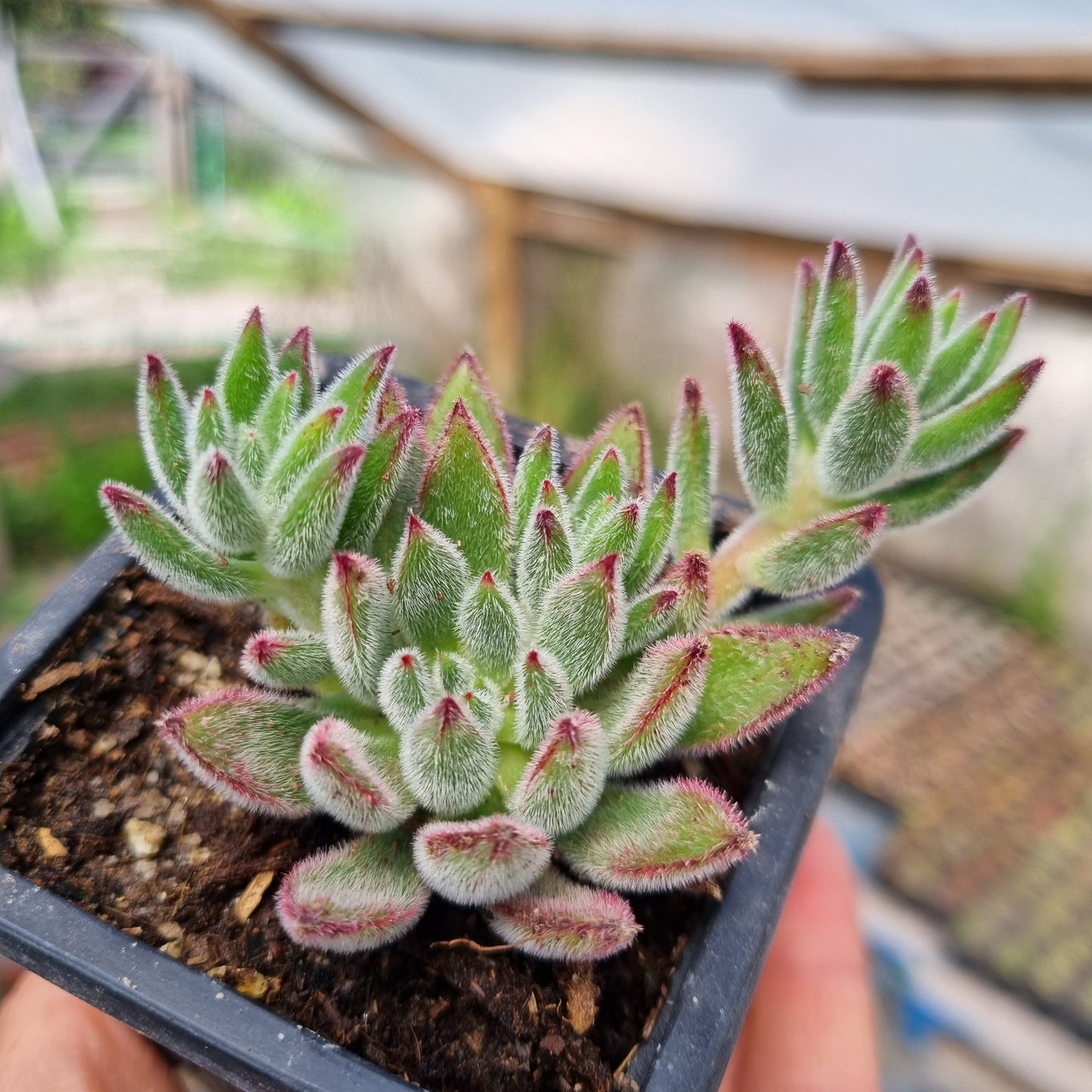 Pack 50 suculentas variadas