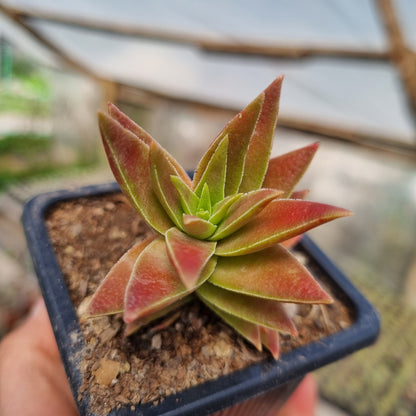 Pack 50 suculentas variadas