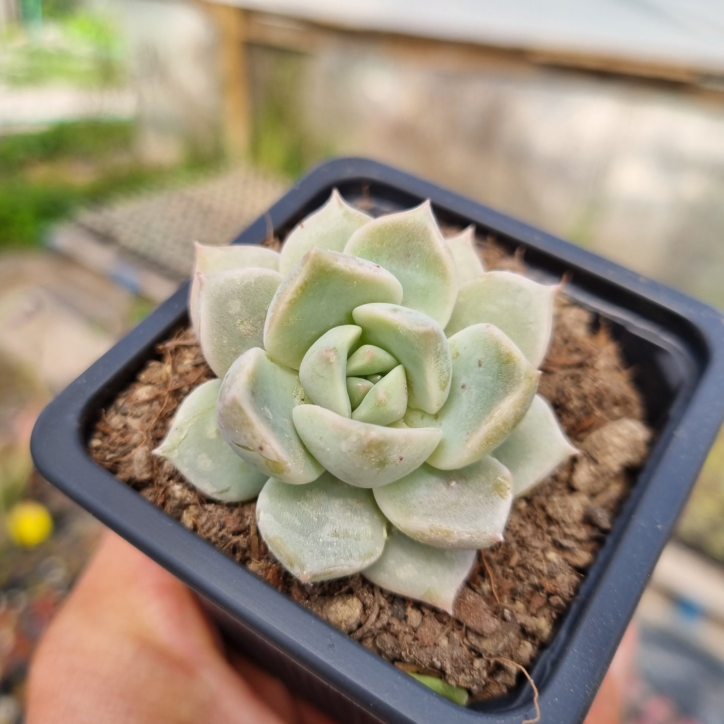 Pack 50 suculentas variadas