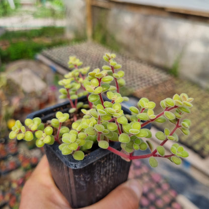 Pack 50 suculentas variadas