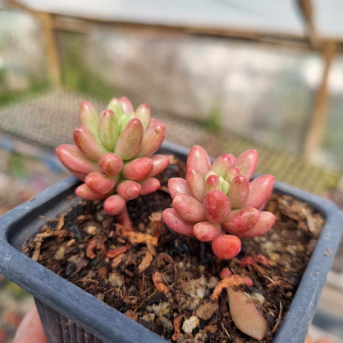 Pack 50 suculentas variadas