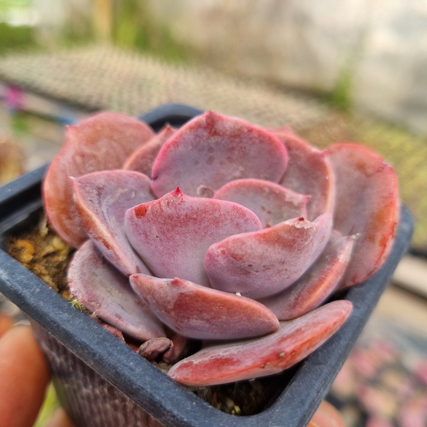 Pack 50 suculentas variadas