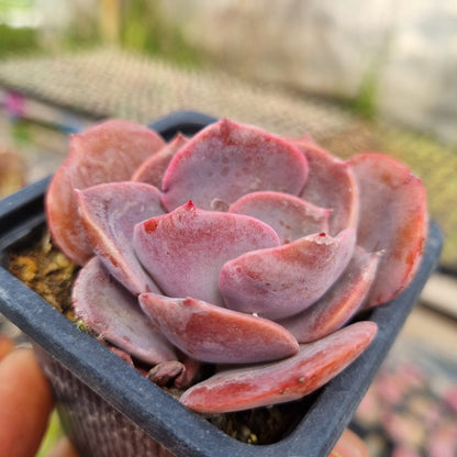 Pack 50 suculentas variadas