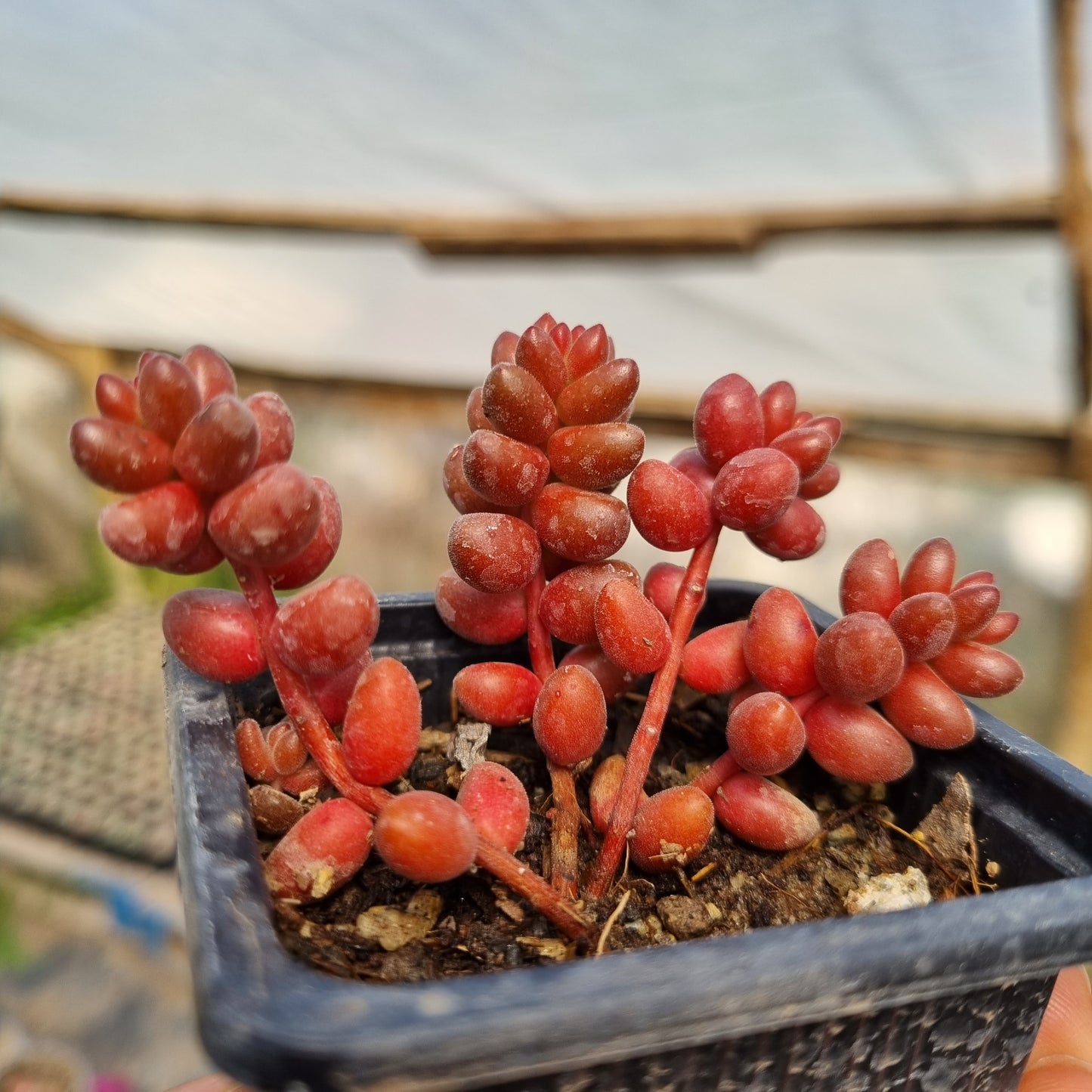 Pack 50 suculentas variadas