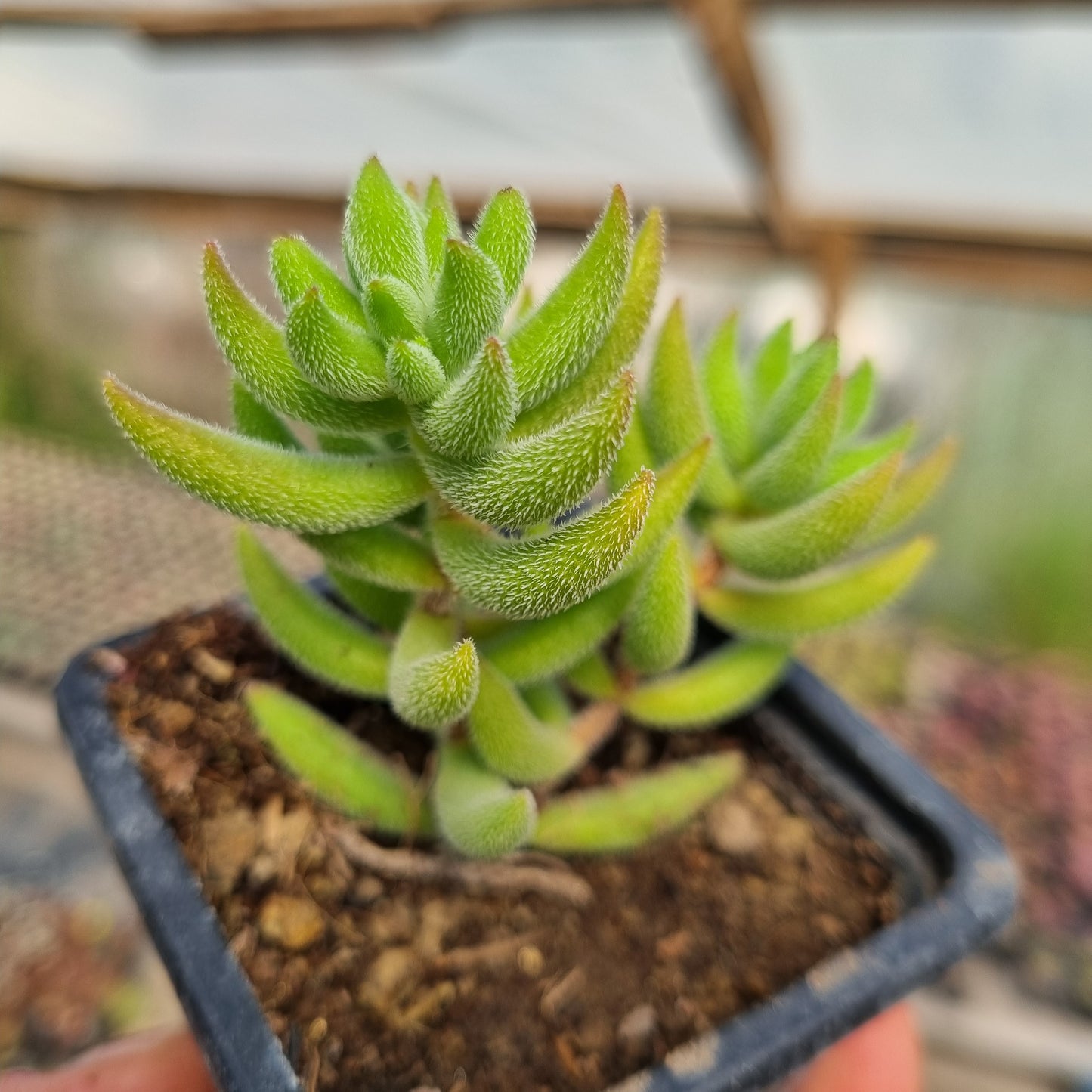 Pack 50 suculentas variadas