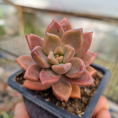 Pack 50 suculentas variadas