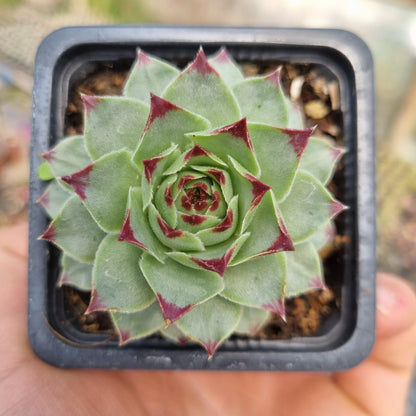 Pack 50 suculentas variadas