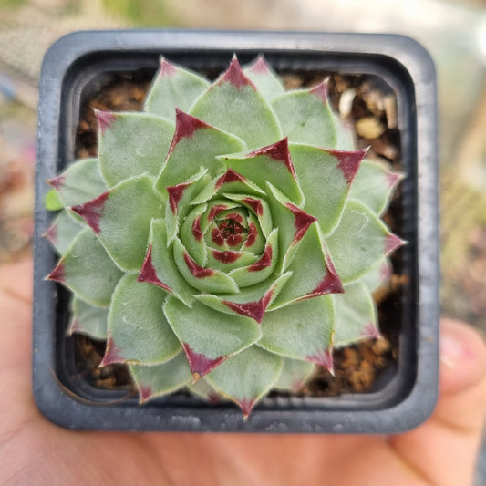 Pack 50 suculentas variadas