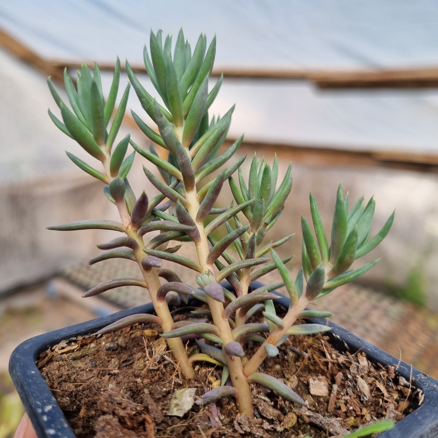 Pack 50 suculentas variadas