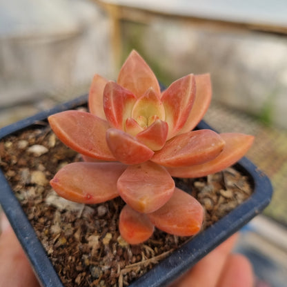 Pack 50 suculentas variadas