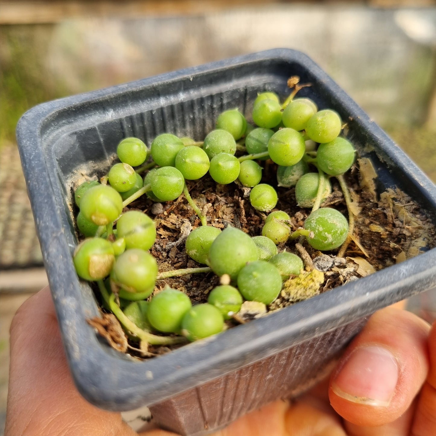 Pack 50 suculentas variadas