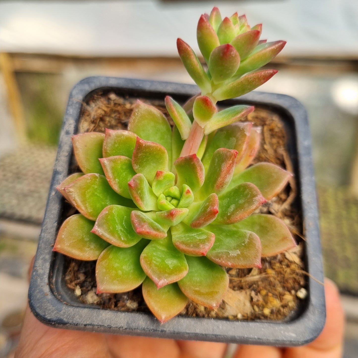 Pack 50 suculentas variadas