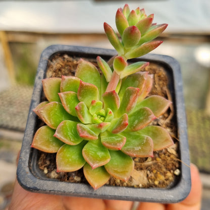 Pack 50 suculentas variadas