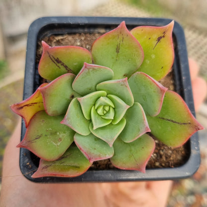 Pack 50 suculentas variadas