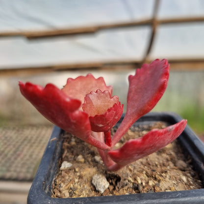 Pack 50 suculentas variadas