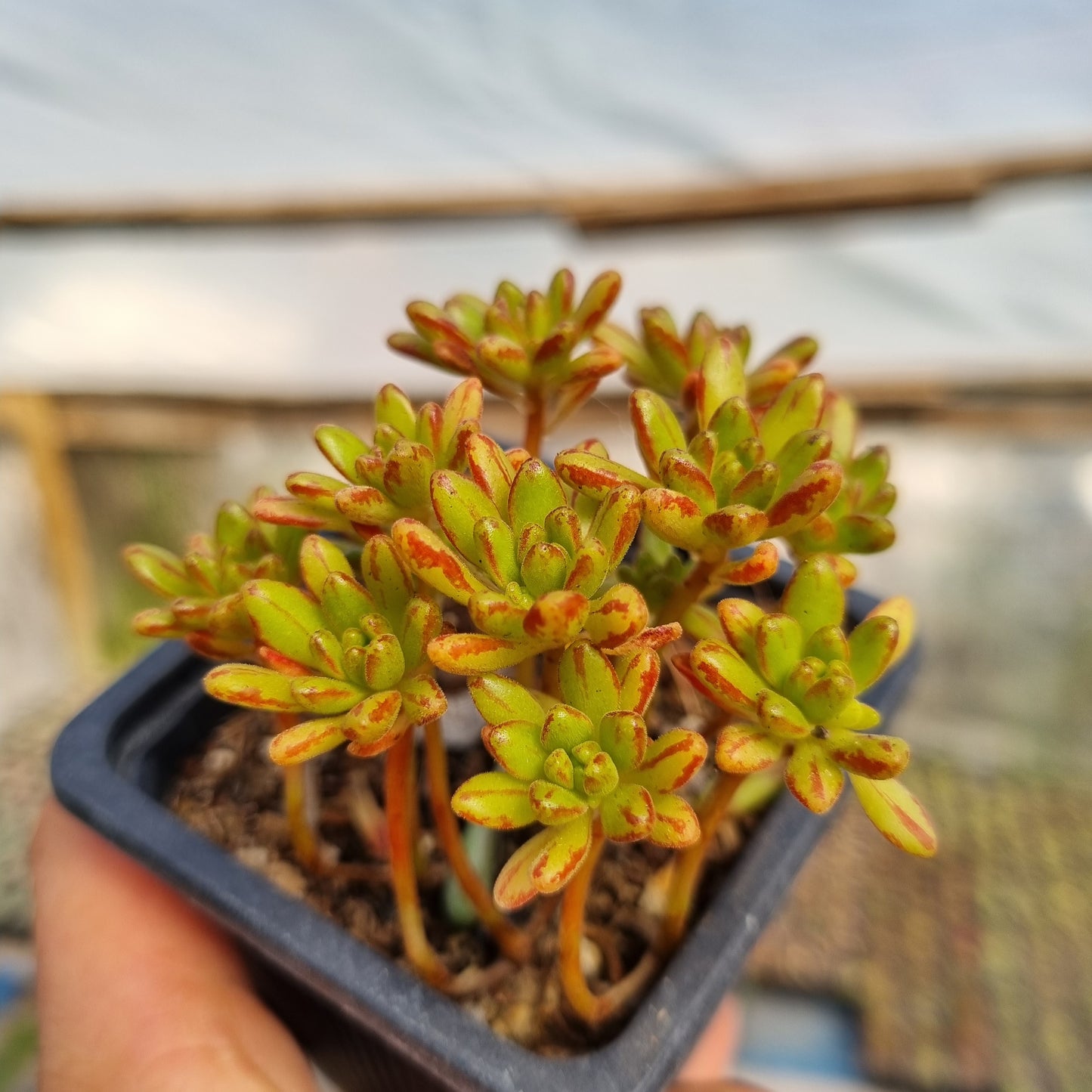 Pack 50 suculentas variadas