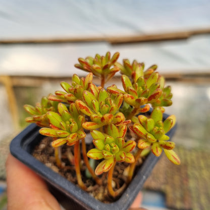 Pack 50 suculentas variadas