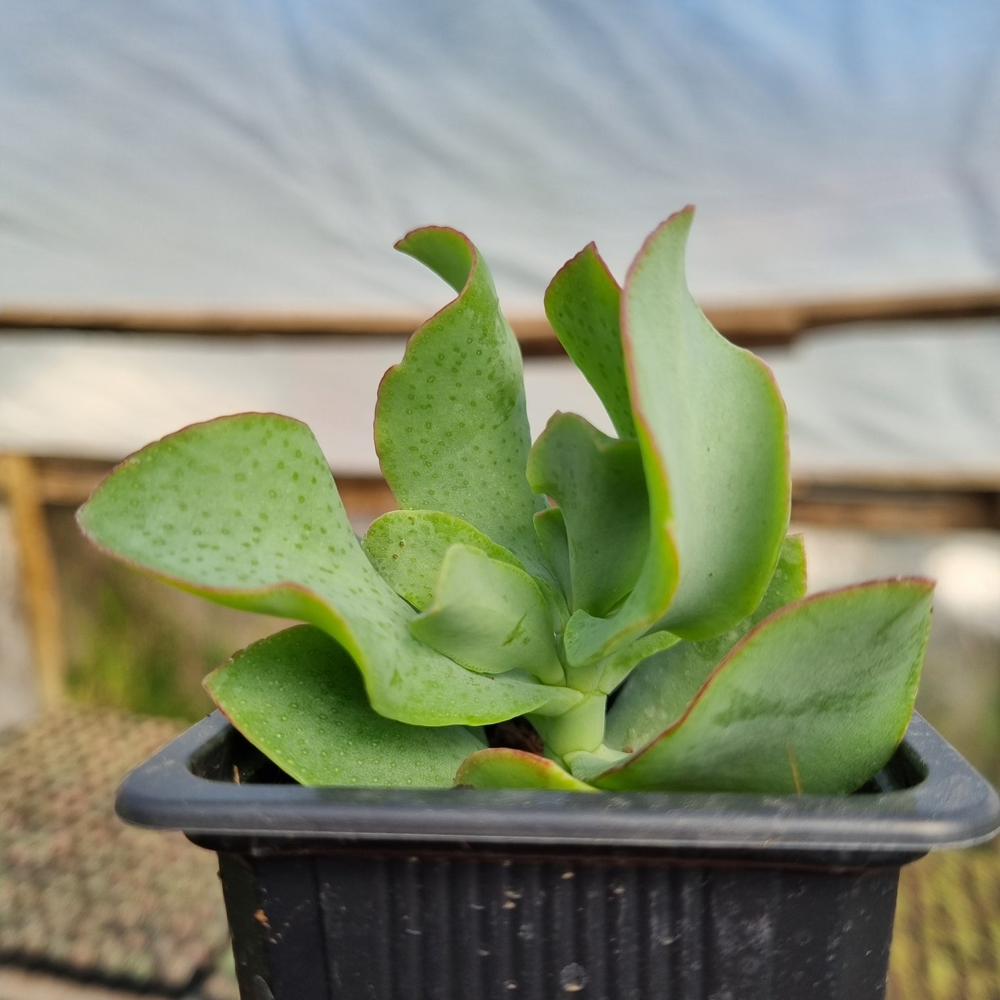 Pack 50 suculentas variadas