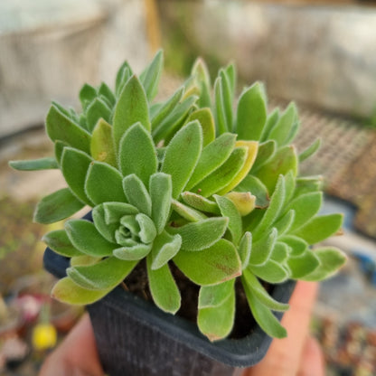 Pack 50 suculentas variadas